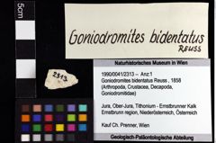 Foto (Objket + Etiketten) von Goniodromites bidentatus (Reuss, 1858) 